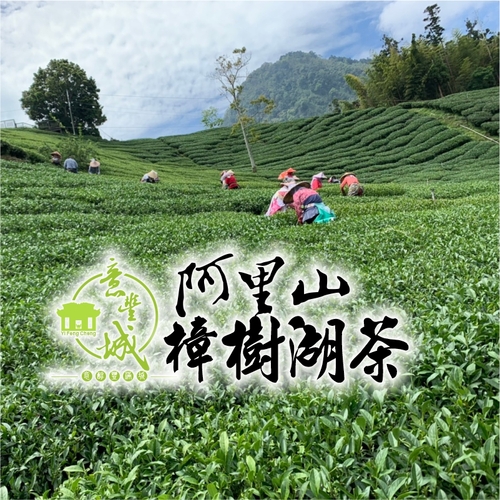 樟樹湖茶
